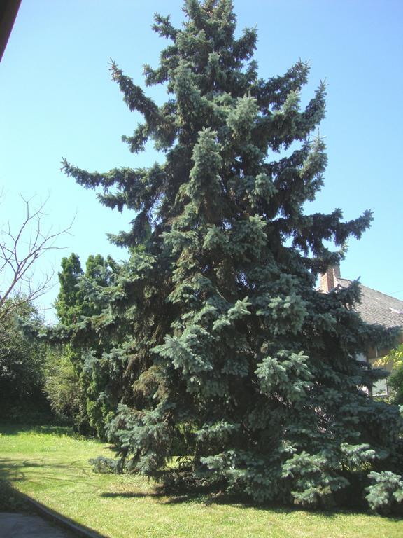 Gyongyvirag Vendeghaz Apartment Balatonboglar Luaran gambar